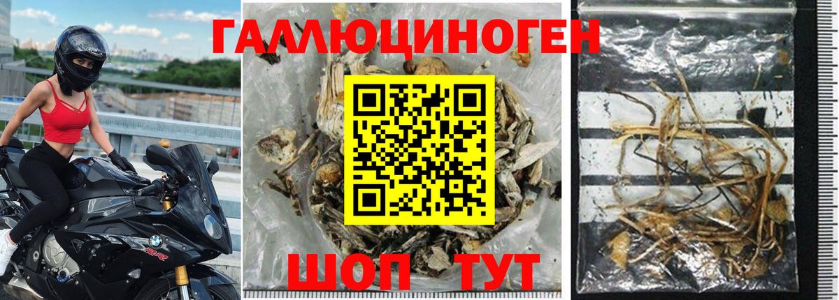 Кингисепп  Галлюциногенные грибы GOLDEN TEACHER  Вход с VPN  Псилоцибиновые грибы мицелий 